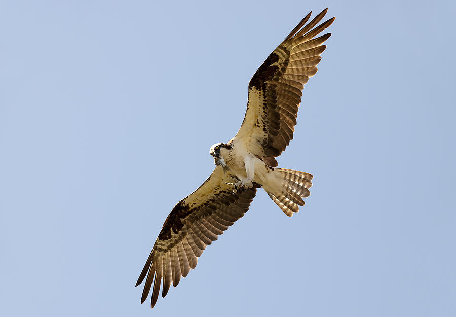 Osprey with food Photograph by Gouzel -