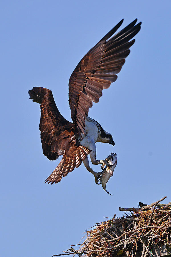Osprey with Fresh Catch Photograph by Ken Stampfer