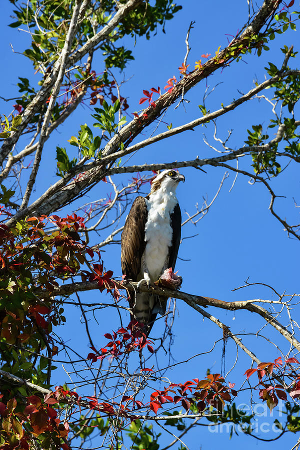 Osprey with Lunch Photograph by Bob Phillips