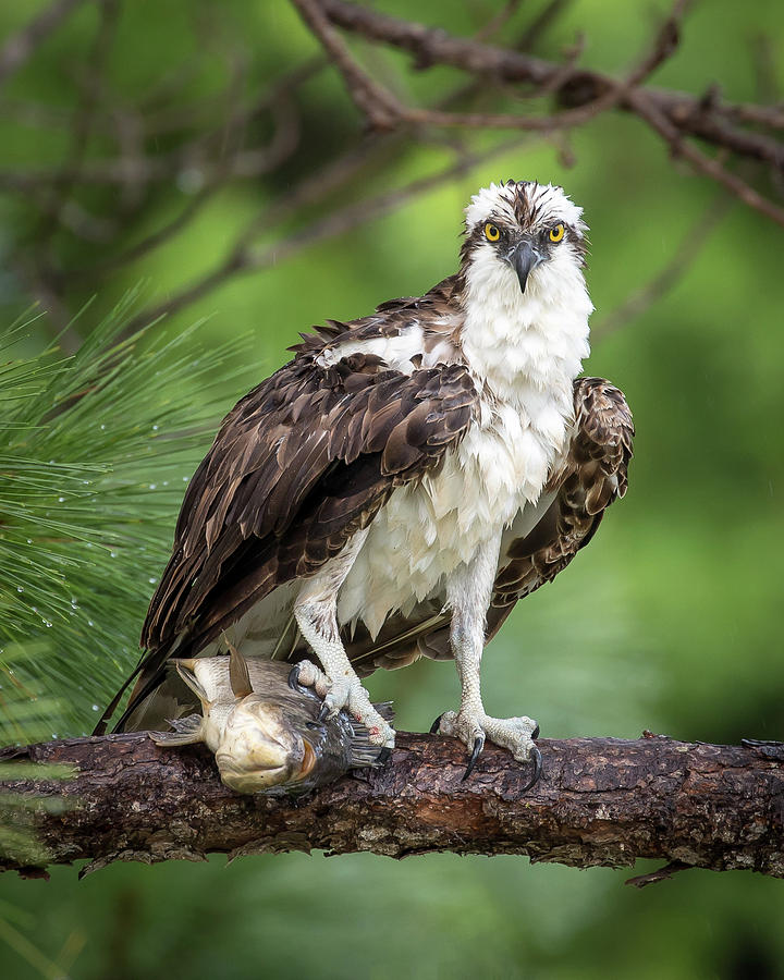 Osprey with Lunch Photograph by Joe Myeress