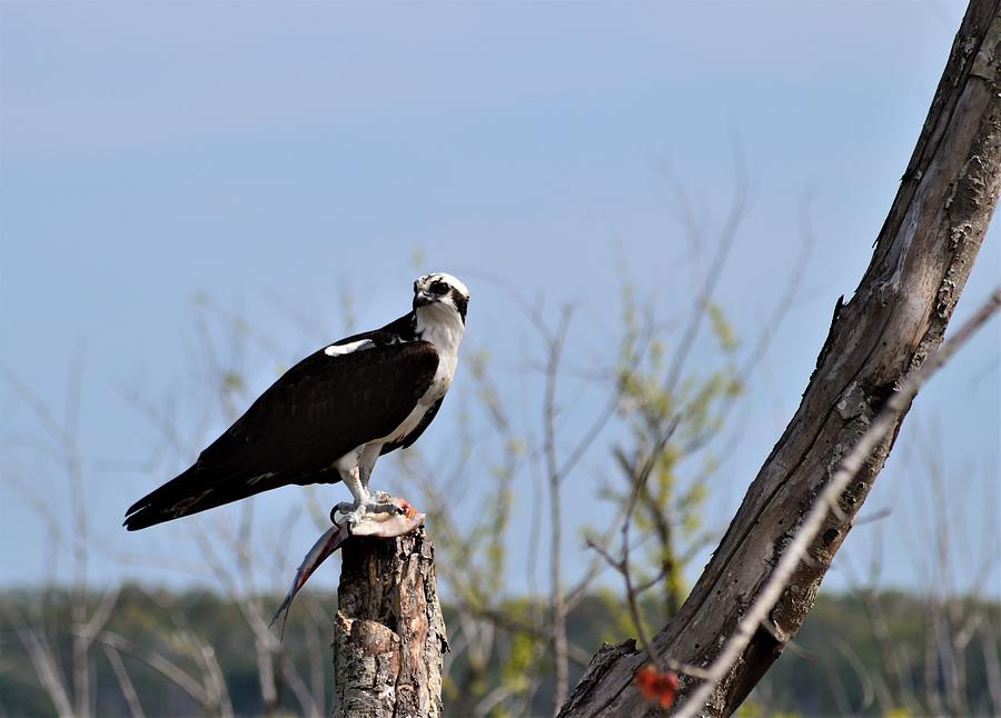 Osprey with Lunch Photograph by Warren Thompson