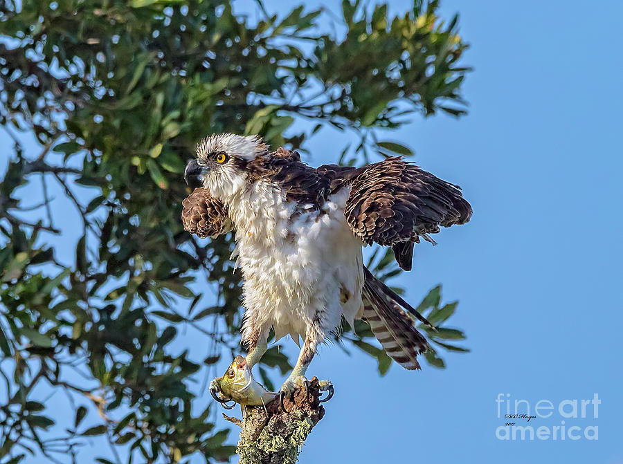 Osprey With Meal Photograph by DB Hayes