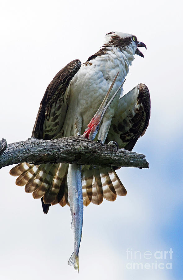 Osprey with Needlefish Photograph by Larry Nieland