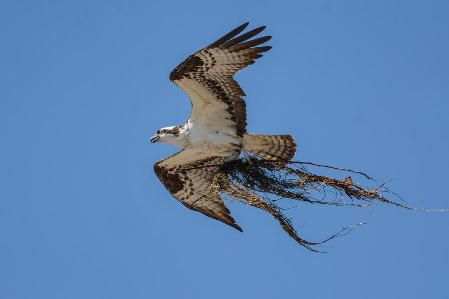 Osprey With Nesting Material 031620161559 Photograph