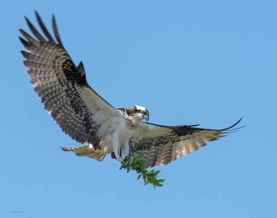 Osprey with Nesting Material Photograph by Heide Stover - Fine Art America