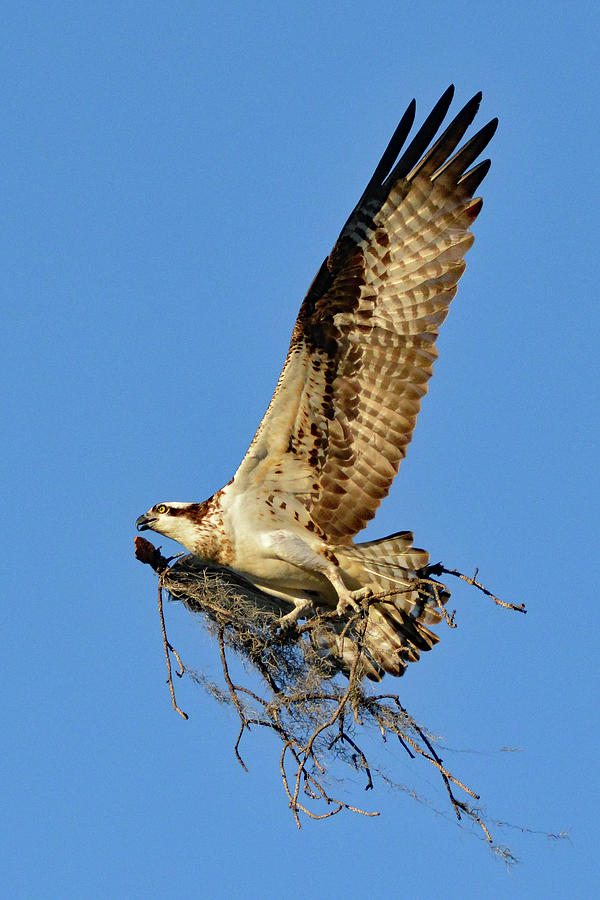 osprey nesting behavior