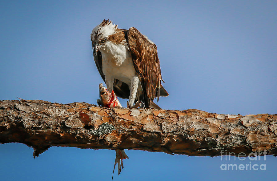 Osprey with Prey #1 Photograph by Tom Claud
