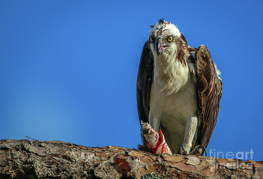 Osprey Photograph - Osprey with Prey #2 by Tom Claud