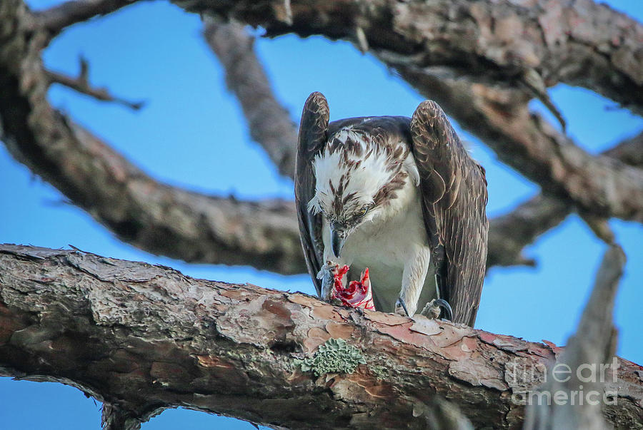 Osprey with Prey #3 Photograph by Tom Claud