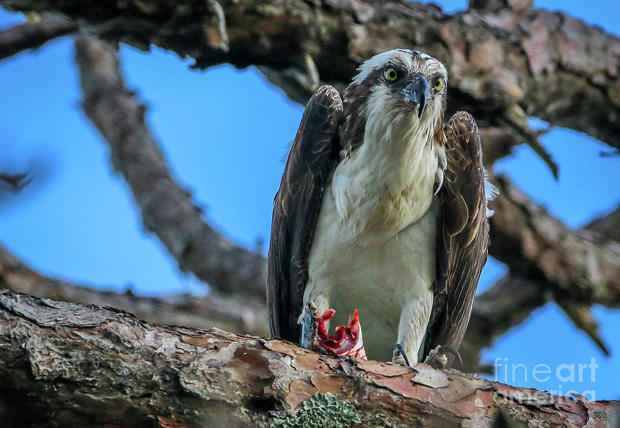 Osprey with Prey #4 Photograph by Tom Claud