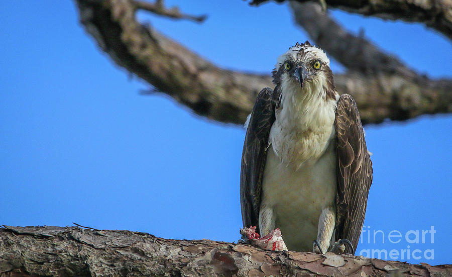 Osprey with Prey #5 Photograph by Tom Claud