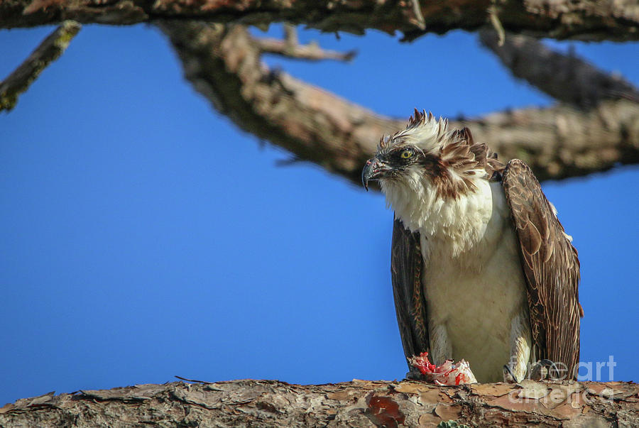 Osprey with Prey #6 Photograph by Tom Claud