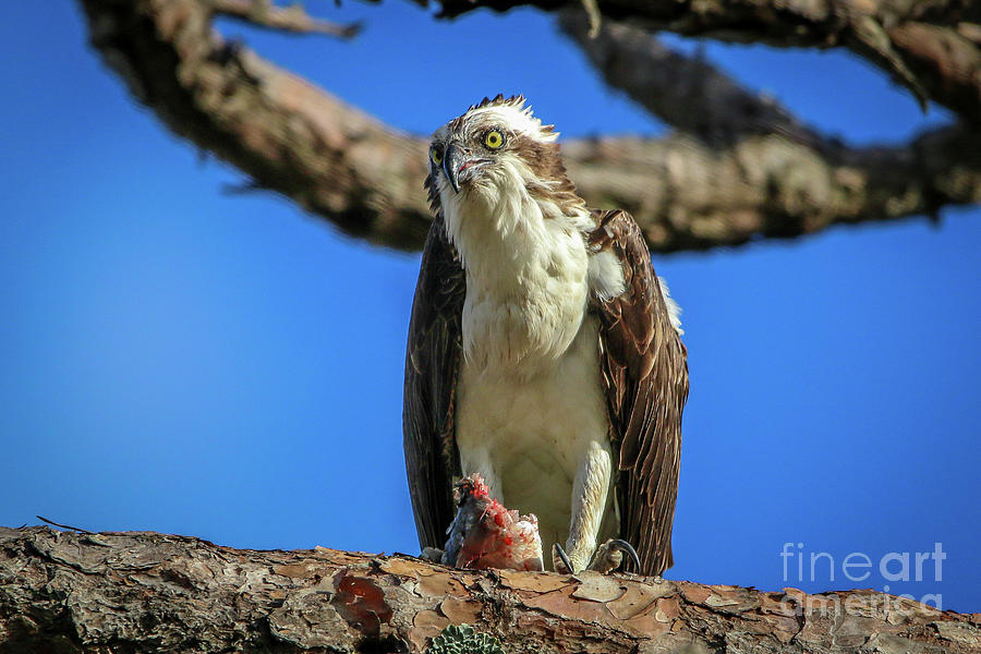 Osprey with Prey #7 Photograph by Tom Claud
