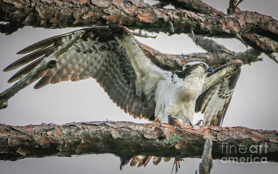 Osprey with Prey #8 Photograph by Tom Claud