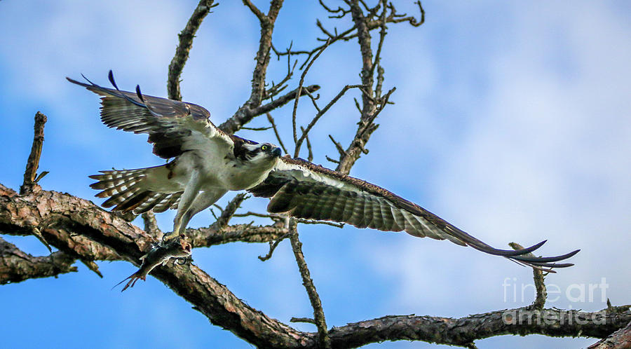 Osprey with Prey #9 Photograph by Tom Claud