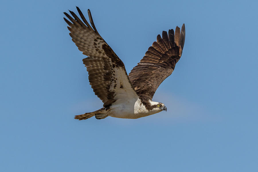 Osprey With Raised Wings In Flight Photograph by Tony Hake - Fine Art ...