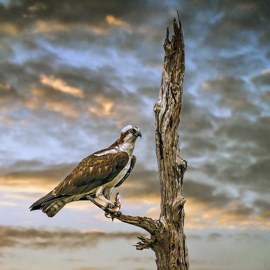 Osprey with supper Photograph by Brian Tarr
