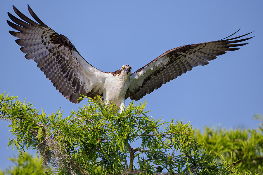Eagle Photograph - Osprey with Wide-Open Wings by Andres Leon
