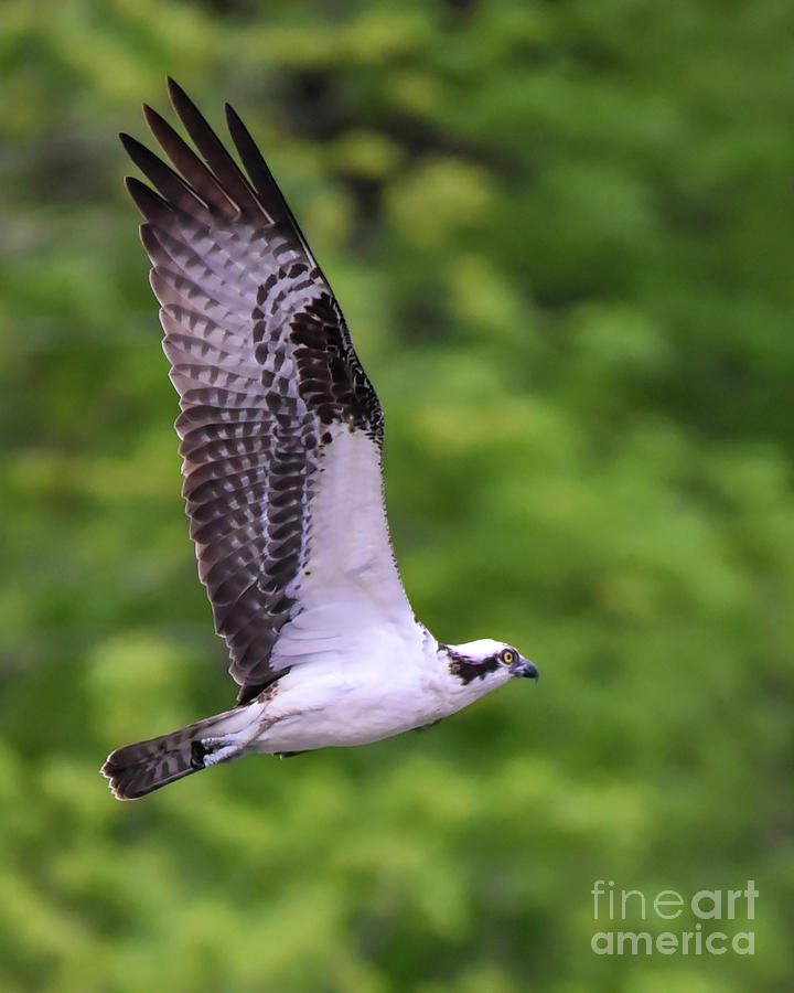 Osprey with Wings Extended by Cynthia Staley Osprey with Wings Extended by Cynthia Staley