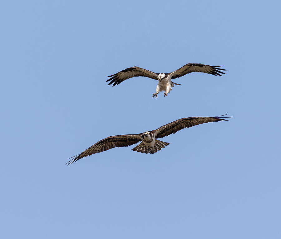 Ospreys 2018-1 Photograph by Thomas Young