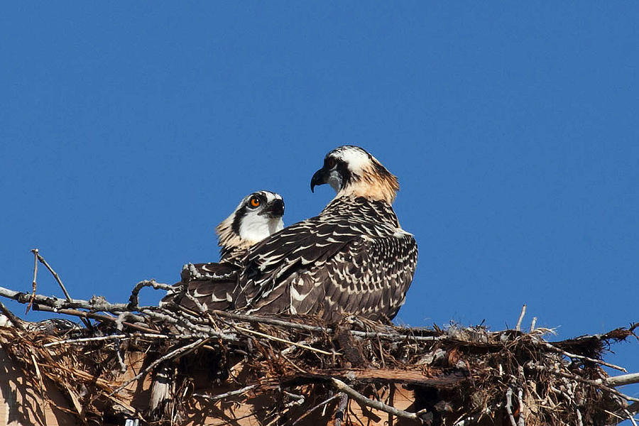 Ospreys a Pair Photograph by Stephen Schwiesow
