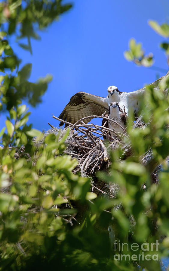 Ospreys Photograph by Arthur Dodd
