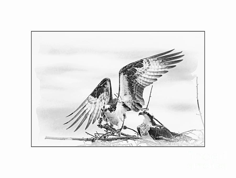 Black And White Photograph - Ospreys by Geraldine DeBoer