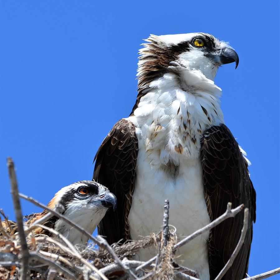 osprey nesting behavior