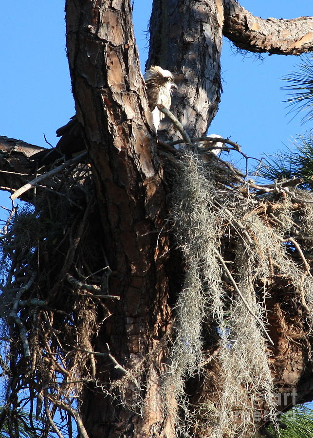 Ospreys in Spanish Moss Nest Photograph by Carol Groenen