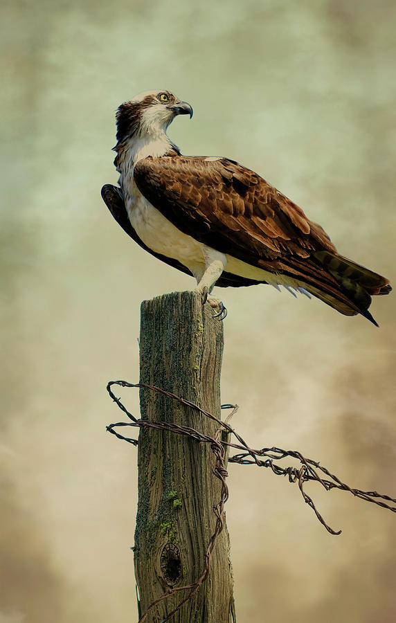 Ospreys Perch Photograph by Steve McKinzie