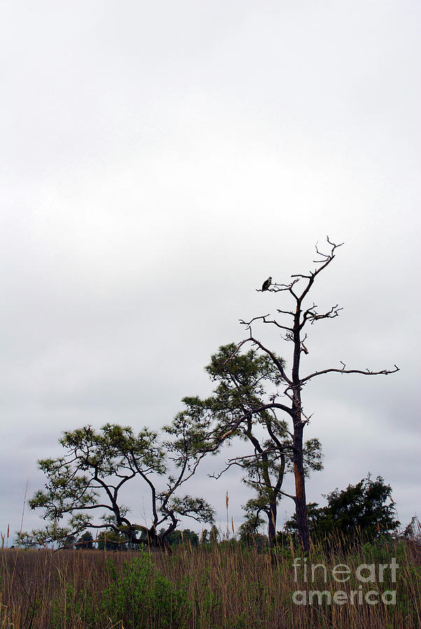 Ospreys Vigil Photograph by Skip Willits