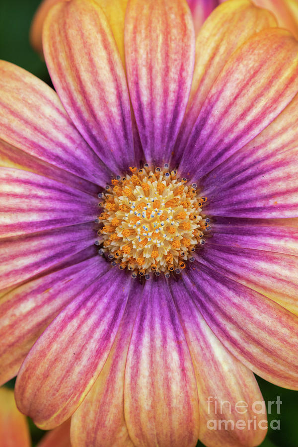 Osteospermum Serenity Blushing Beauty Flower Photograph by Tim Gainey