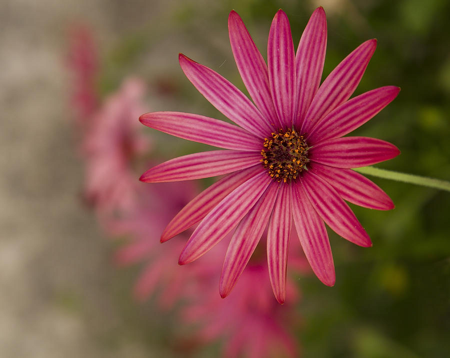 Flower Photograph - Osteospermum The Cape Daisy by Shirley Mitchell