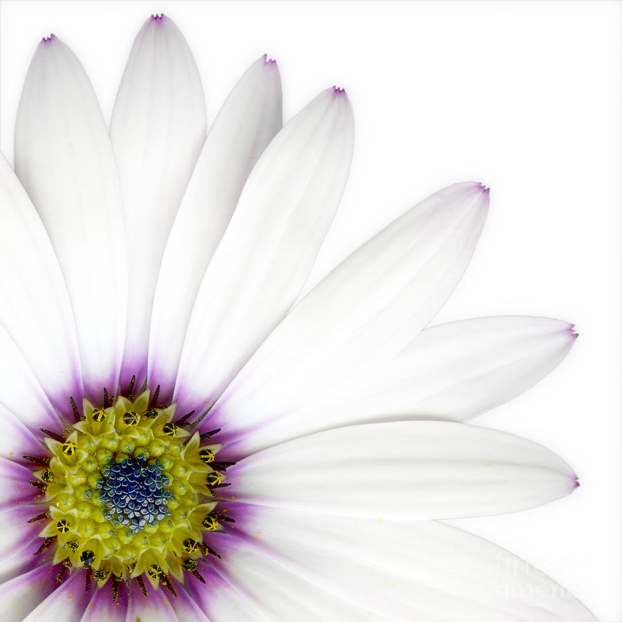 Flower Photograph - Osteospernum by Janet Burdon