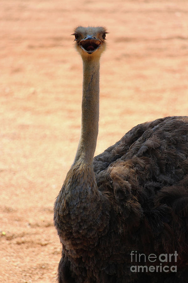 Ostrich 2 Bioparc Valencia Photograph