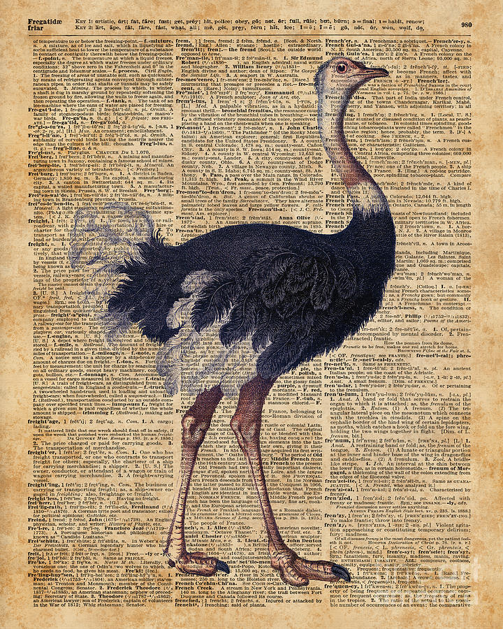 Ostrich Digital Art - Ostrich Big Bird Animal Vintage Dictionary Illustration by Anna W