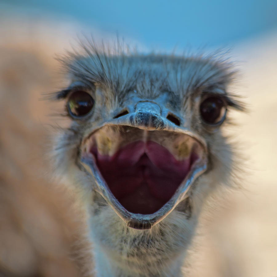 Ostrich big mouth Photograph by Dan McManus