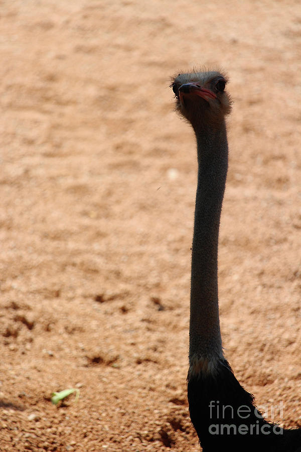 Ostrich Biopark Valencia Photograph by Eddie Barron