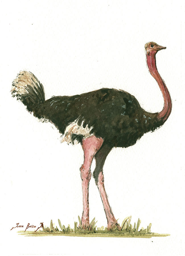 Ostrich Bird Painting - Ostrich Bird by Juan Bosco