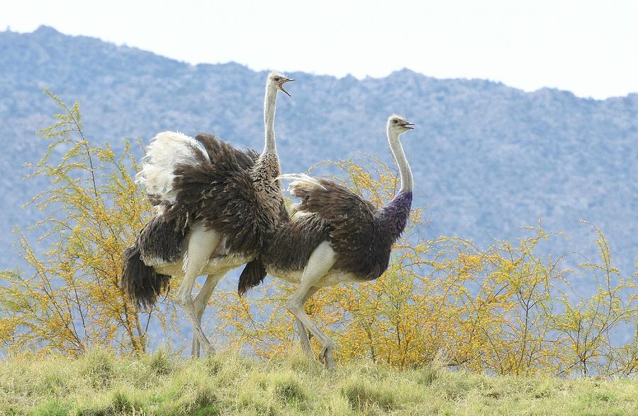 Ostrich Chase 3 Photograph by Fraida Gutovich