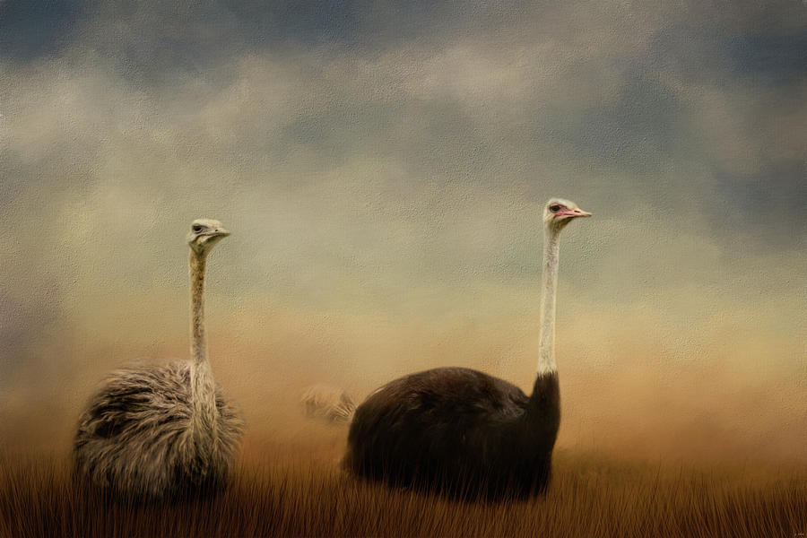 Bird Photograph - Ostrich Couple by Jai Johnson