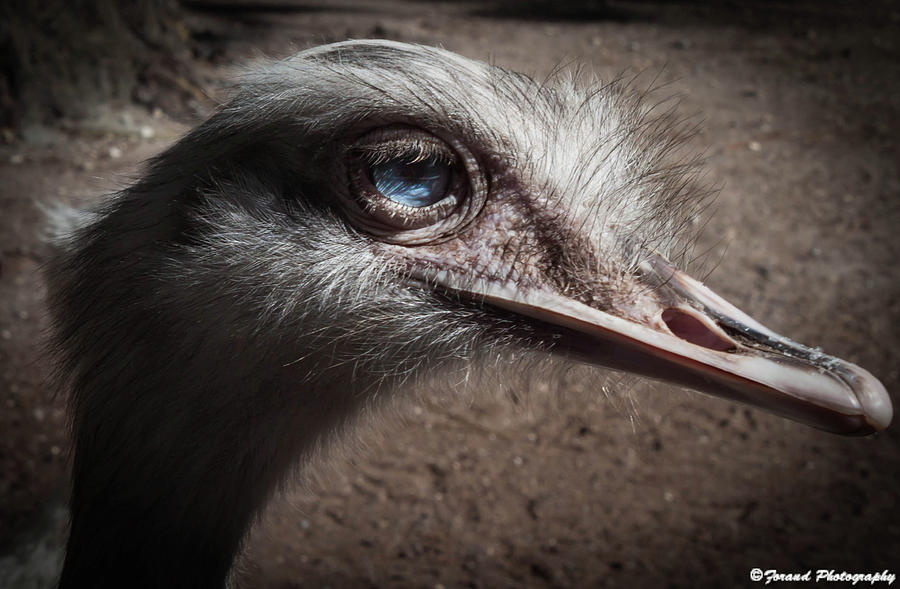 Ostrich Photograph by Debra Forand