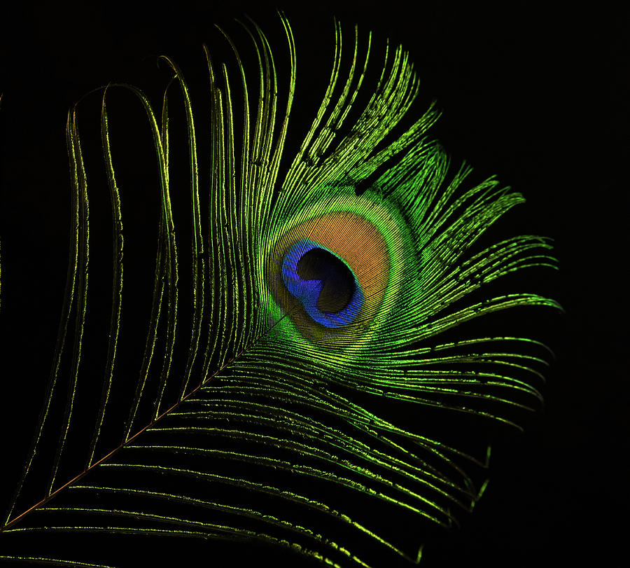 Ostrich Feather Tip Eye Photograph by Douglas Barnett