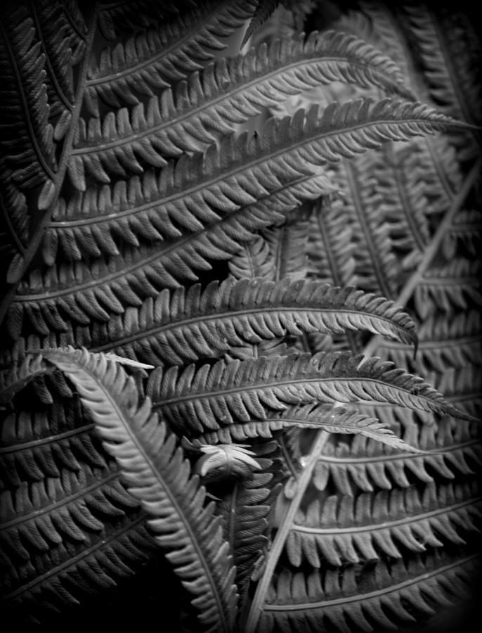 Ostrich Fern Foliage Detail Photograph by Nathan Abbott