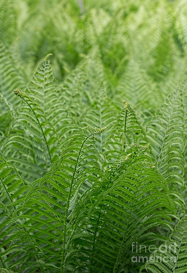 Ostrich Fern Fronds Photograph by Barbara McMahon
