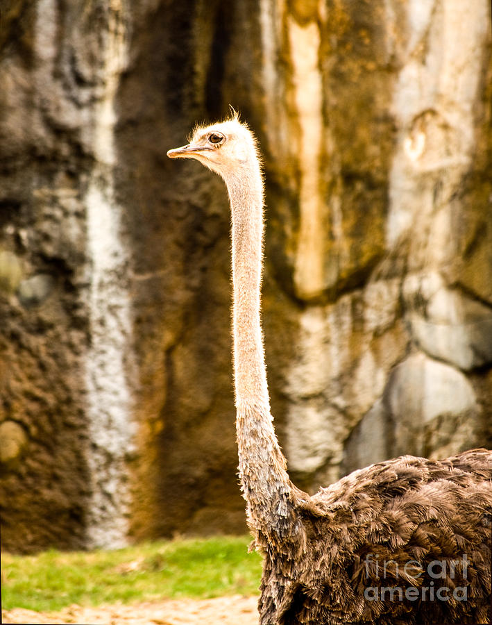 Ostrich Photograph by Frances Ann Hattier