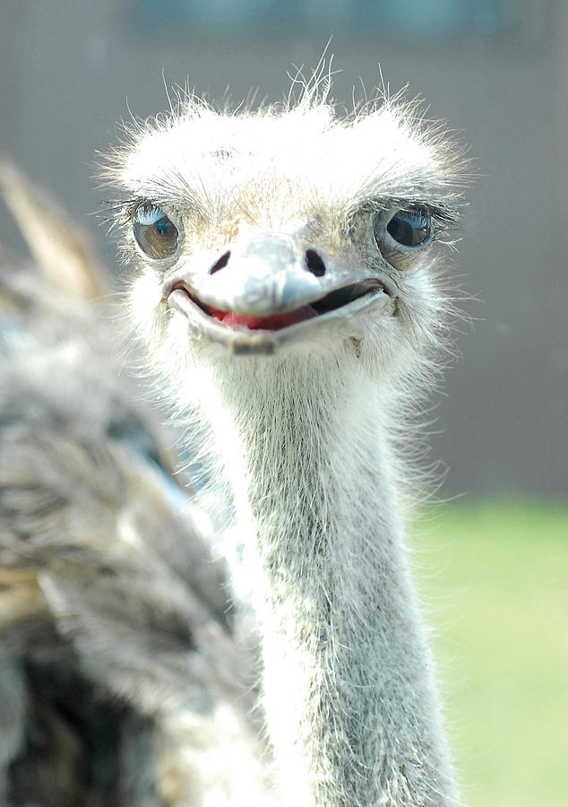 Ostrich Grin Photograph by Steve Somerville