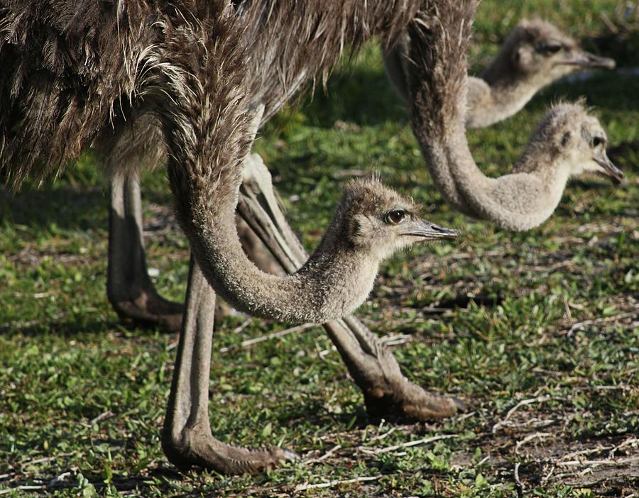 Ostrich Group Photograph by Jennifer Wheatley Wolf