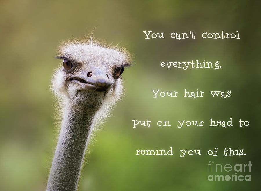 Ostrich having a bad hair day Photograph by Jane Rix