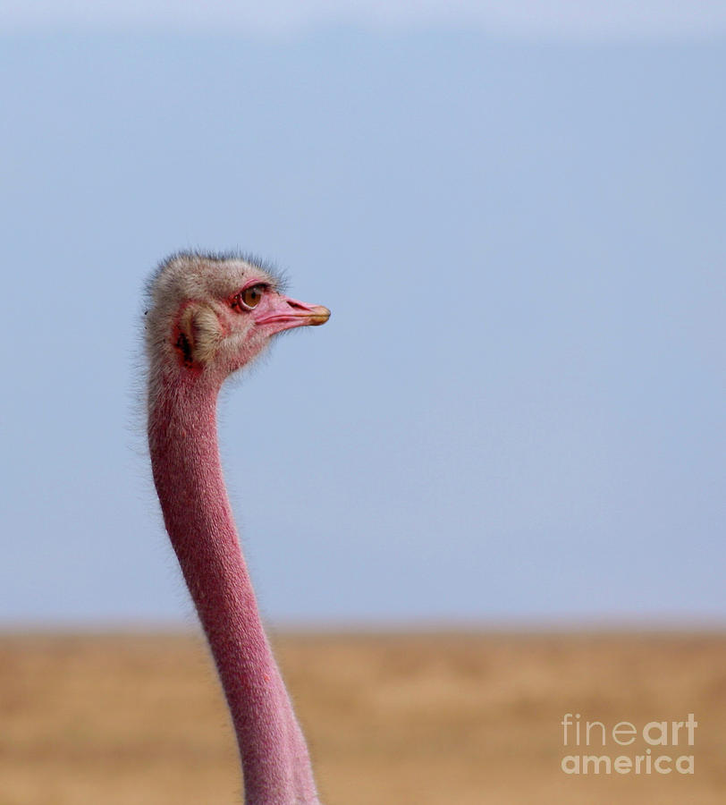 Friendly Ostrich Photograph by Bruce Block